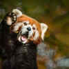 Red Pandas