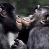 Bonobos