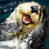 Sea Otters