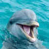 Dolphins