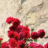 How to start a small Rose garden on the balcony | Times of India