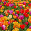 Skagit Valley, Washington, USA