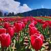 The Flower Fields, Carlsbad, California, USA