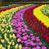 Keukenhof Gardens, Netherlands