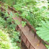 Over 100 plant species