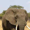Article image for: African Elephant
