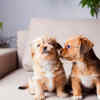 Pekingese