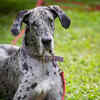 Great Dane
