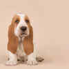 Basset Hound