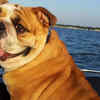 Bulldog