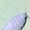 Article image for: Deep-sea isopods
