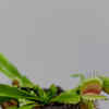 Article image for: <i class="tbold">venus</i> flytrap