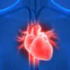 Supports heart health