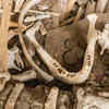 Bone buttons