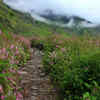 A hopeful climb