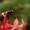 Blister Beetles