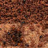 Fire Ants