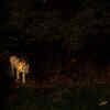 Pench National Park