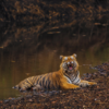 Article image for: <i class="tbold">kanha</i> National Park