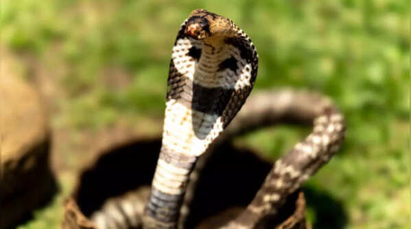 King Cobra