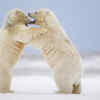 Polar Bears