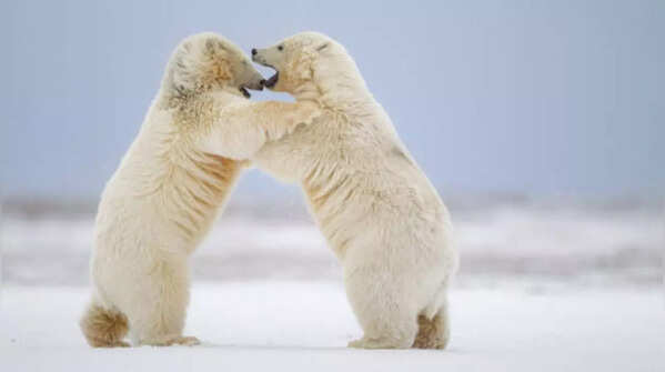Polar Bears