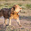 Lions