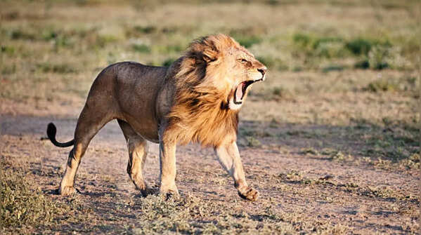 Lions