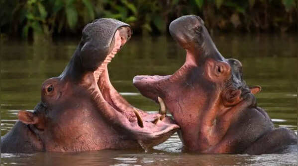 Hippopotamus