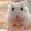 Hamsters