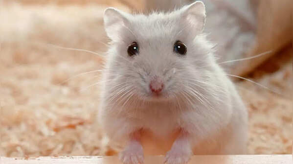 Hamsters