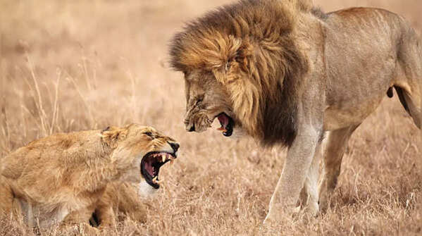 Animals that are known for cannibalism