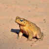 Cane Toad