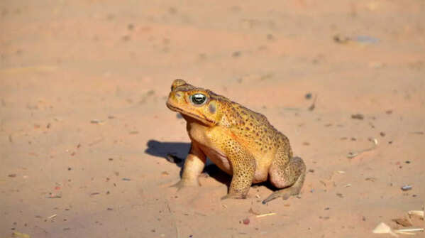 Cane Toad