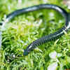Caecilians