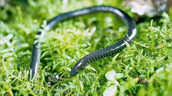 Caecilians