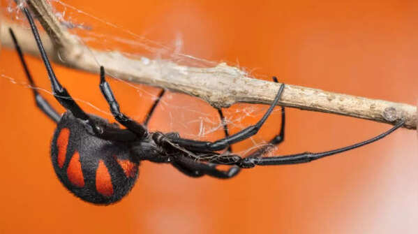 Black Widow Spiders