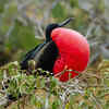 Seabird colonies