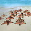 White sand beaches and low vegetation
