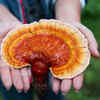 Reishi Mushroom (Ganoderma lucidum)