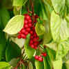 Schisandra (Schisandra chinensis)