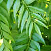  Lesser-Known Benefits of Curry Leaves