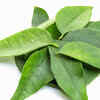 Nutrients in Curry Patta