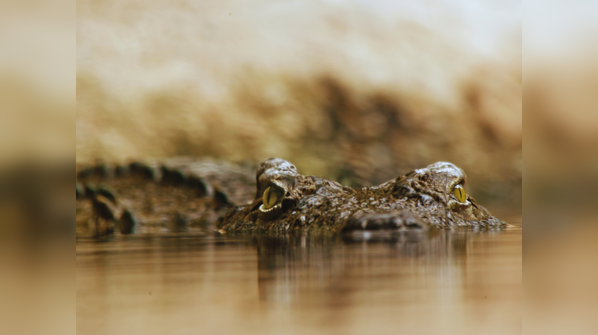 National Chambal Sanctuary, Uttar Pradesh/Rajasthan/Madhya Pradesh