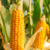 Sweet corn