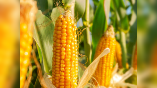 Sweet corn