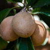 Can chikoo cure digestive issues?