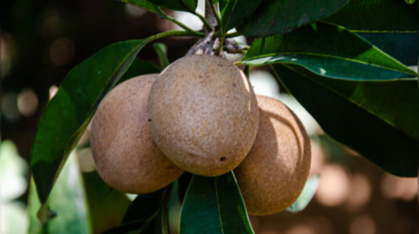 Can chikoo cure digestive issues?