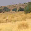 Desert National Park, Rajasthan