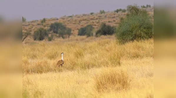 Desert National Park, Rajasthan